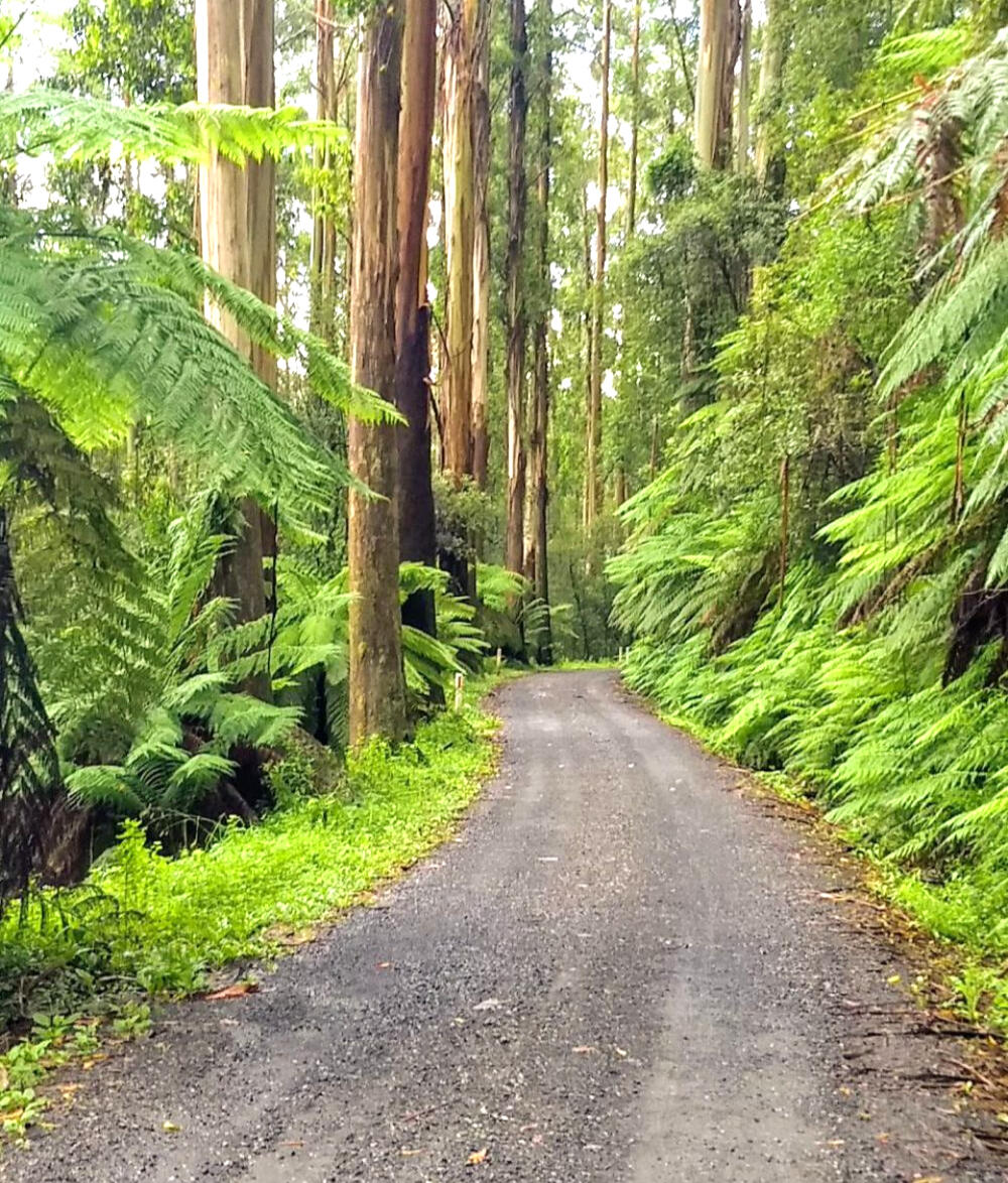 Nature Wellness Photo